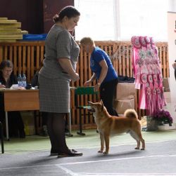 picture of dog