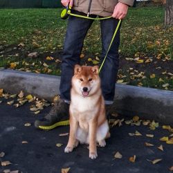 picture of dog