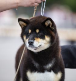 picture of dog