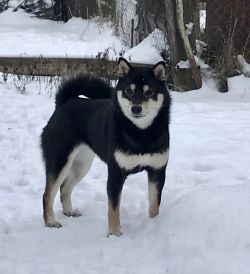 picture of dog