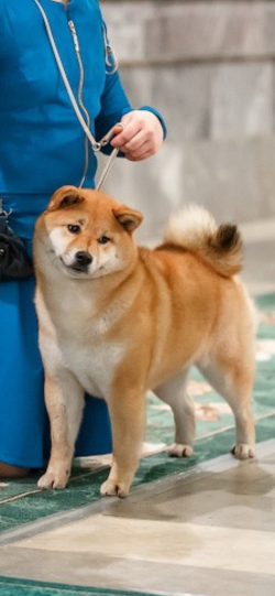 picture of dog