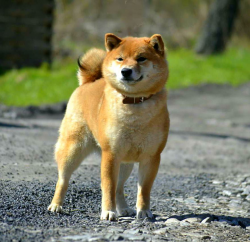 picture of dog