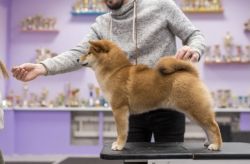picture of dog