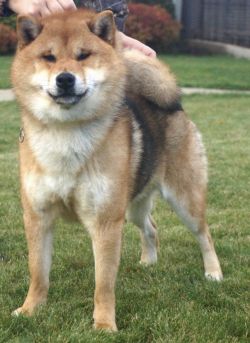 picture of dog