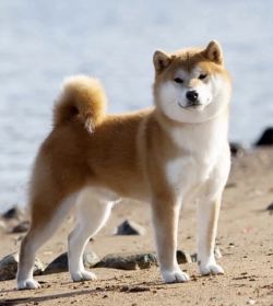 picture of dog