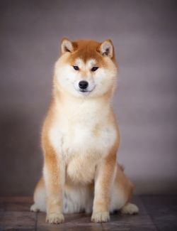 picture of dog