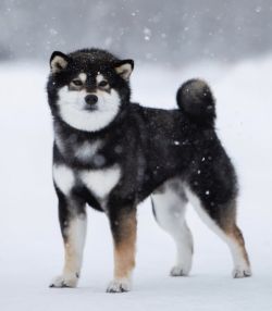picture of dog