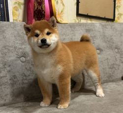 picture of dog