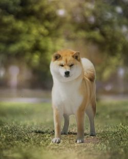 picture of dog