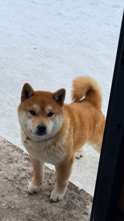 picture of dog
