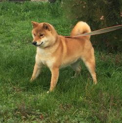 picture of dog