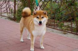 picture of dog