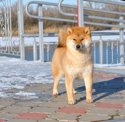 picture of dog