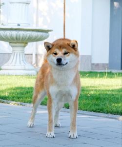 picture of dog