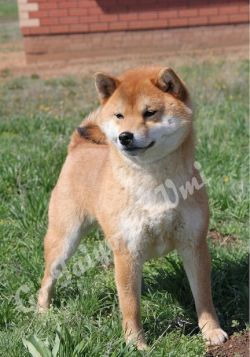 picture of dog