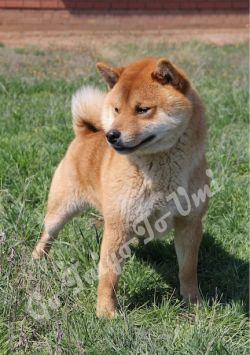 picture of dog
