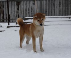 picture of dog