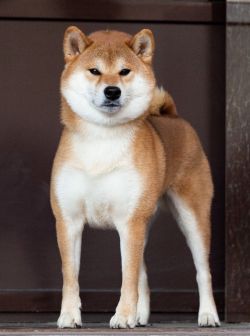 picture of dog