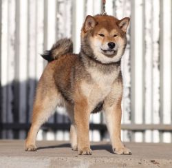 picture of dog