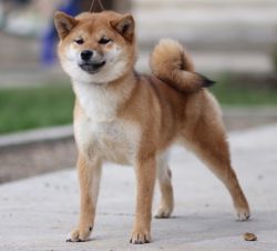 picture of dog
