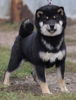 picture of dog