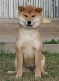 picture of dog