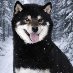 picture of dog