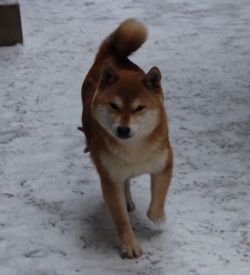 picture of dog