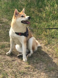 picture of dog