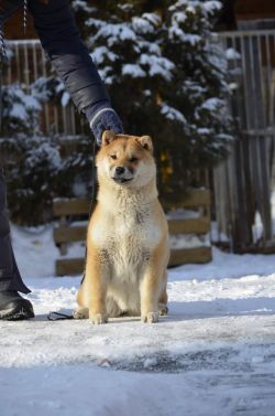 picture of dog