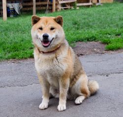 picture of dog