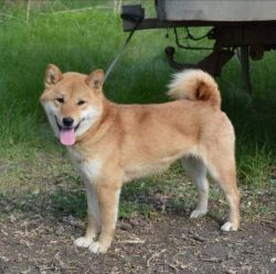 picture of dog
