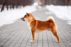picture of dog