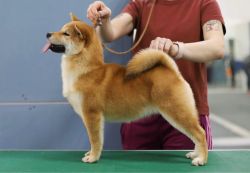 picture of dog