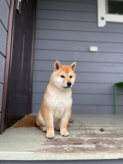 picture of dog