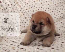 picture of dog