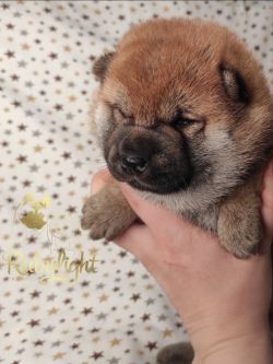 picture of dog