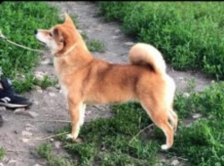 picture of dog