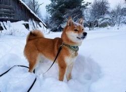 picture of dog