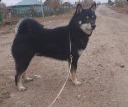 picture of dog