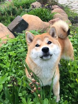 picture of dog