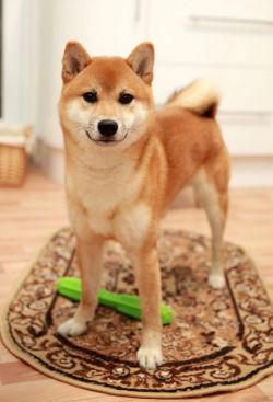 picture of dog