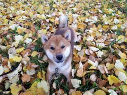 picture of dog