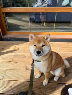 picture of dog