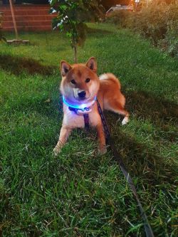 picture of dog