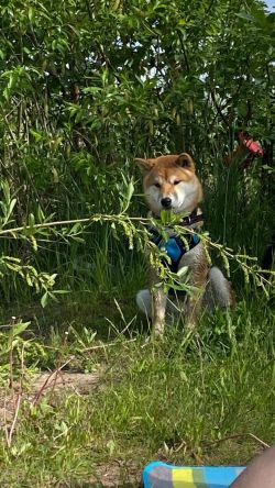 picture of dog