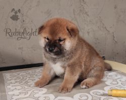 picture of dog