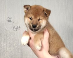 picture of dog