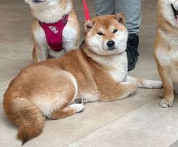 picture of dog