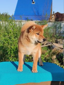 picture of dog